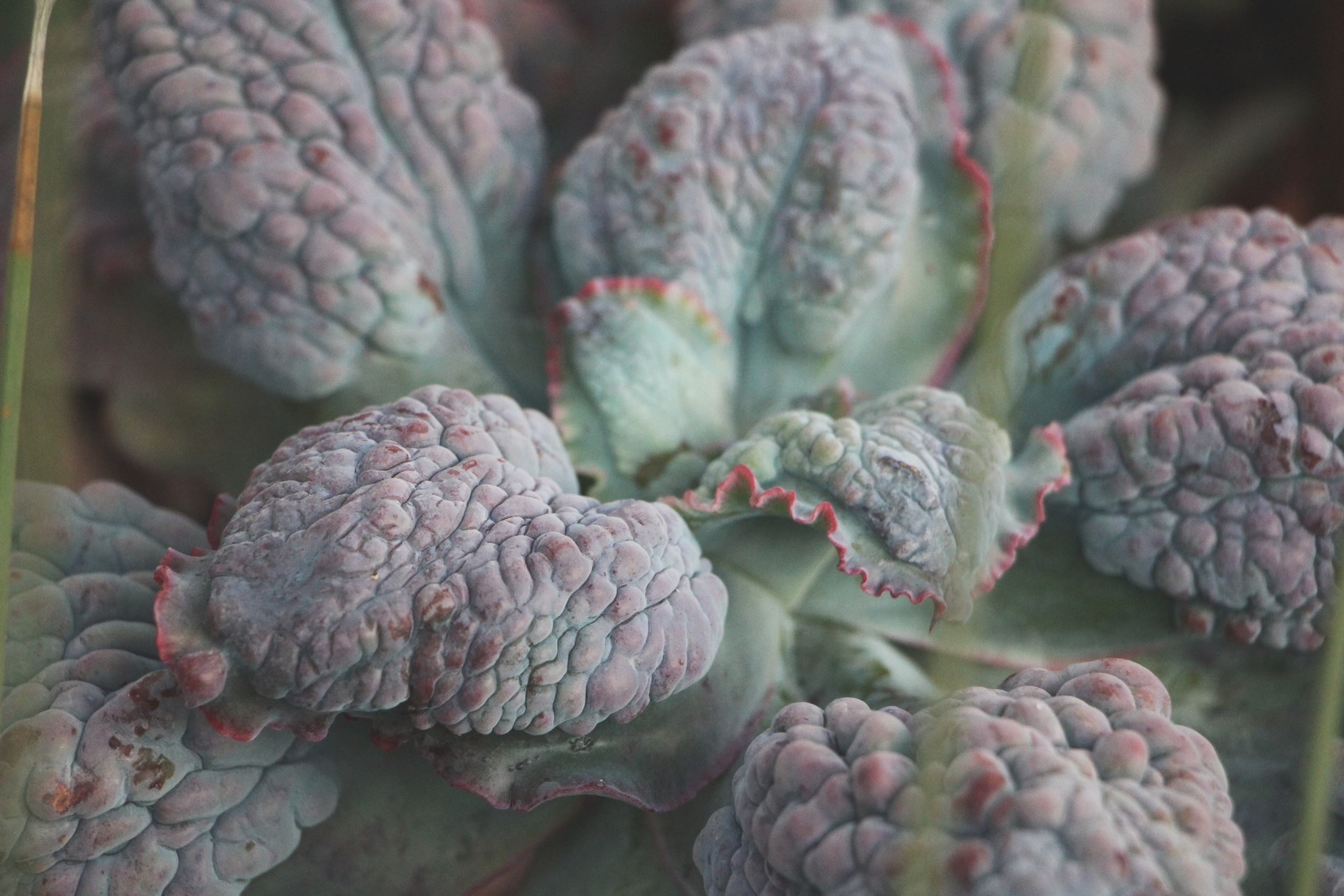 Cacti and Succulents in Old Town, CA via Needles + Leaves